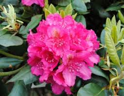 Rhododendron Pearce s American Beauty, C3,20/40 cm,21