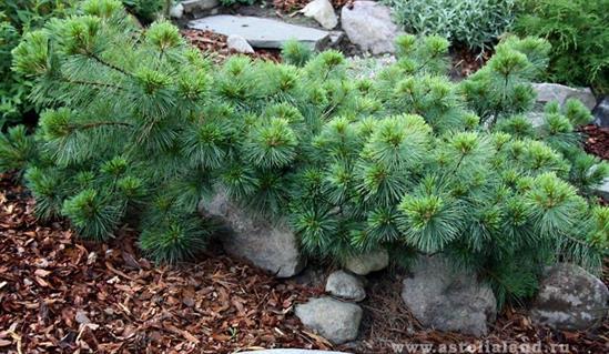 Pinus strobus ´Minima´35-40,C7,5,28