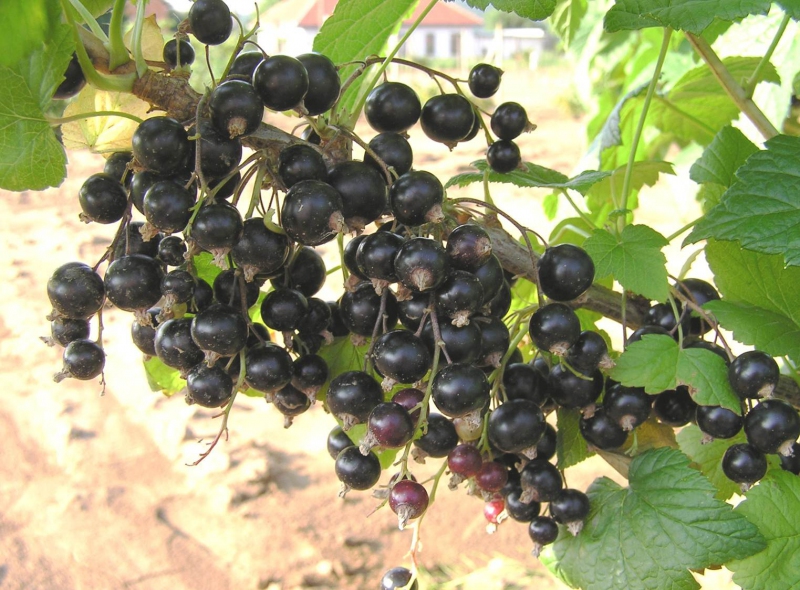 ovocie - Ribes nigrum ´Ben Hope´,29