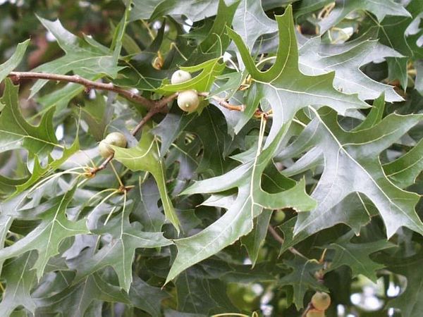 Quercus pallustris 12-14 C50 s 2