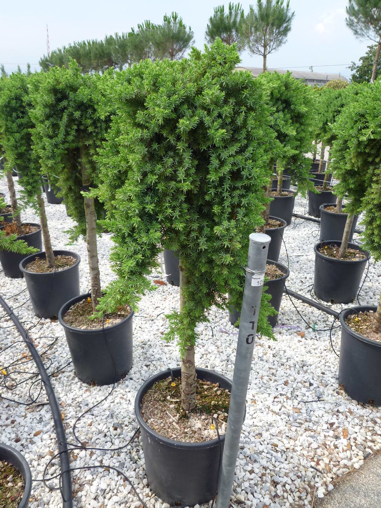 Juniperus Conferta Blue Pacific LV9, Mini Standard , 1