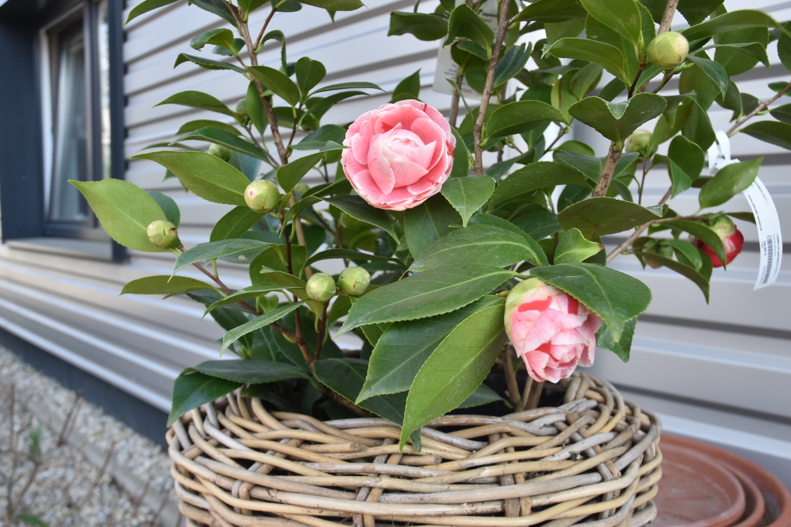 Camellia japonica CLT.7, 1